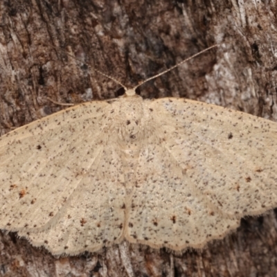 Casbia tanaoctena (Speckled Casbia) at Tidbinbilla Nature Reserve - 12 Mar 2021 by kasiaaus