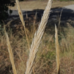 Austrostipa densiflora (Foxtail Speargrass) at Conder, ACT - 21 Jan 2021 by MichaelBedingfield