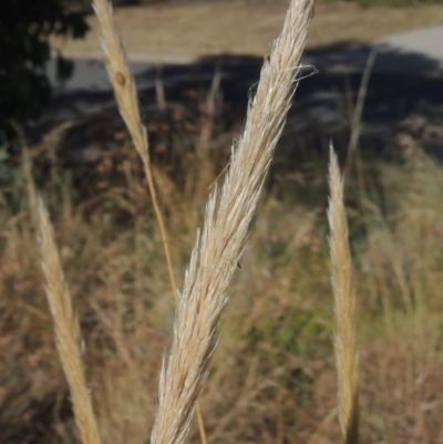 Austrostipa densiflora (Foxtail Speargrass) at Pollinator-friendly garden Conder - 20 Jan 2021 by michaelb