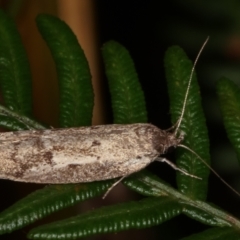 Palimmeces undescribed species nr hemiphanes (A Concealer moth) at Tidbinbilla Nature Reserve - 12 Mar 2021 by kasiaaus