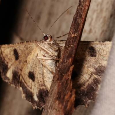 Scioglyptis lyciaria (White-patch Bark Moth) at Tidbinbilla Nature Reserve - 12 Mar 2021 by kasiaaus