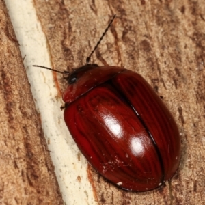 Paropsisterna rufobrunnea at Paddys River, ACT - 12 Mar 2021 08:35 PM