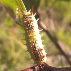 Doratifera quadriguttata (Four-spotted Cup Moth) at Farrer Ridge - 15 Mar 2021 by Greggy