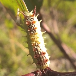 Doratifera quadriguttata at Farrer, ACT - 15 Mar 2021 05:23 PM