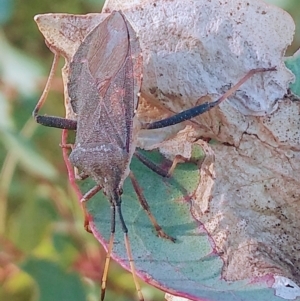 Amorbus sp. (genus) at Tuggeranong DC, ACT - 15 Mar 2021