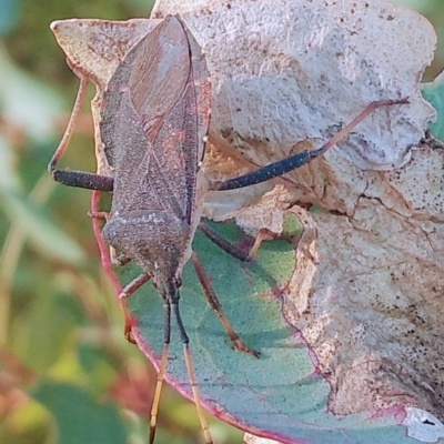 Amorbus sp. (genus) (Eucalyptus Tip bug) at Farrer Ridge - 15 Mar 2021 by Greggy