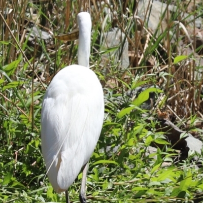 Perca fluviatilis (Redfin) at Giralang Wetlands - 15 Mar 2021 by Tammy