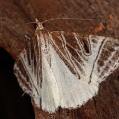 Phrataria replicataria (Pale Phrataria) at Paddys River, ACT - 12 Mar 2021 by kasiaaus