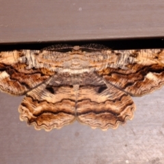 Scioglyptis lyciaria (White-patch Bark Moth) at Florey, ACT - 16 Mar 2021 by Kurt