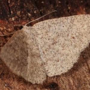 Casbia farinalis at Paddys River, ACT - 12 Mar 2021