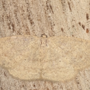 Casbia farinalis at Paddys River, ACT - 12 Mar 2021