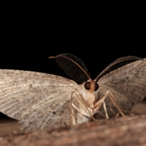 Geometridae (family) ADULT at Paddys River, ACT - 12 Mar 2021