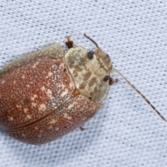 Paropsis sp. (genus) (A leaf beetle) at Tidbinbilla Nature Reserve - 12 Mar 2021 by kasiaaus