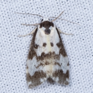 Thallarcha pellax at Paddys River, ACT - 12 Mar 2021 08:40 PM