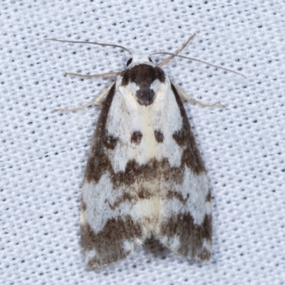 Thallarcha pellax (Seductive Footman) at Tidbinbilla Nature Reserve - 12 Mar 2021 by kasiaaus