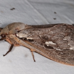 Abantiades labyrinthicus (Labyrinthine Ghost Moth) at Paddys River, ACT - 12 Mar 2021 by kasiaaus