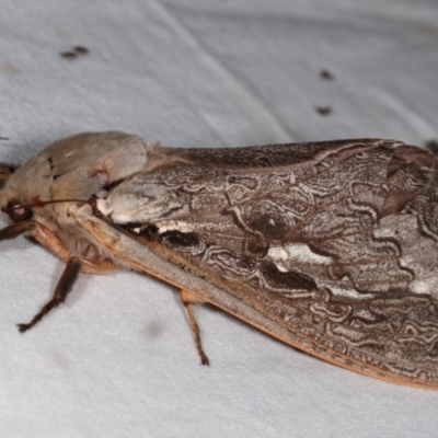 Abantiades labyrinthicus (Labyrinthine Ghost Moth) at Paddys River, ACT - 12 Mar 2021 by kasiaaus