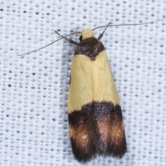 Heteroteucha dichroella (A Concealer moth (Wingia Group)) at Paddys River, ACT - 12 Mar 2021 by kasiaaus