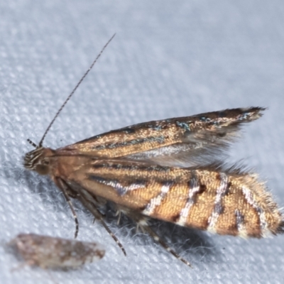 Glyphipterix perimetalla (Five-bar Sedge-moth) at Tidbinbilla Nature Reserve - 12 Mar 2021 by kasiaaus
