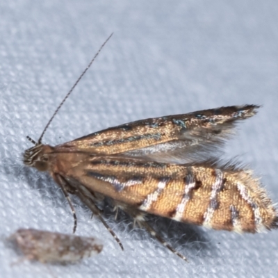 Glyphipterix perimetalla (Five-bar Sedge-moth) at Paddys River, ACT - 12 Mar 2021 by kasiaaus