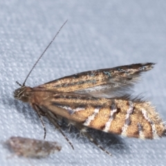 Glyphipterix perimetalla (Five-bar Sedge-moth) at Paddys River, ACT - 12 Mar 2021 by kasiaaus