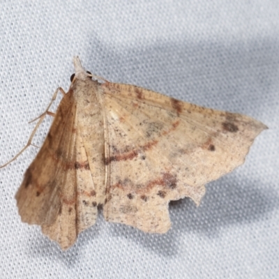 Rhinodia rostraria (Necklace Geometrid) at Paddys River, ACT - 12 Mar 2021 by kasiaaus