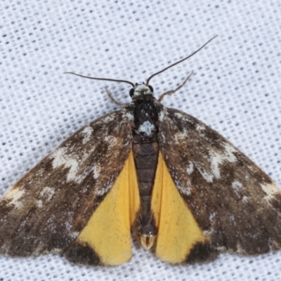 Halone sinuata (Rock Lichen Moth) at Tidbinbilla Nature Reserve - 12 Mar 2021 by kasiaaus