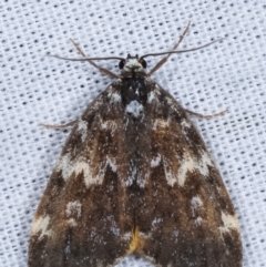 Halone sinuata at Paddys River, ACT - 12 Mar 2021