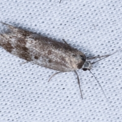 Oecophoridae (family) (Unidentified Oecophorid concealer moth) at Paddys River, ACT - 12 Mar 2021 by kasiaaus