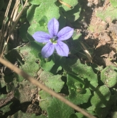 Lobelia pedunculata (Matted Pratia) at Kosciuszko National Park - 7 Mar 2021 by Ned_Johnston