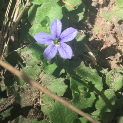 Lobelia pedunculata (Matted Pratia) at Murray Gorge, NSW - 7 Mar 2021 by Ned_Johnston