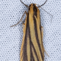 Phaeophlebosia furcifera (Forked Footman) at Paddys River, ACT - 12 Mar 2021 by kasiaaus