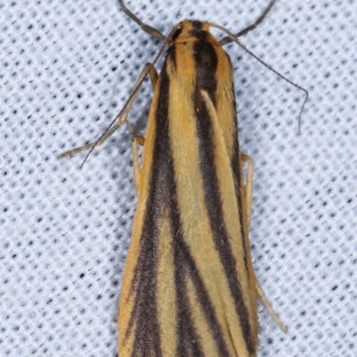 Phaeophlebosia furcifera (Forked Footman) at Paddys River, ACT - 12 Mar 2021 by kasiaaus