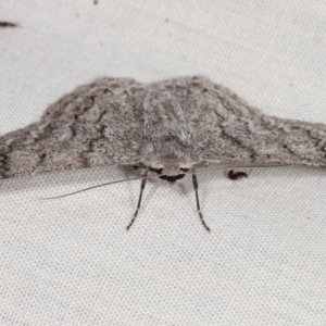 Crypsiphona ocultaria at Paddys River, ACT - 12 Mar 2021