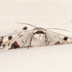 Crypsiphona ocultaria at Paddys River, ACT - 12 Mar 2021