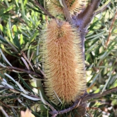 Banksia marginata (Silver Banksia) at Wodonga, VIC - 2 Mar 2021 by KylieWaldon