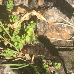 Epicoma (genus) (Unidentified Prominent moth) at Kosciuszko National Park - 6 Mar 2021 by Ned_Johnston