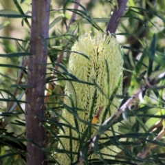 Banksia marginata (Silver Banksia) at Wodonga, VIC - 2 Mar 2021 by KylieWaldon