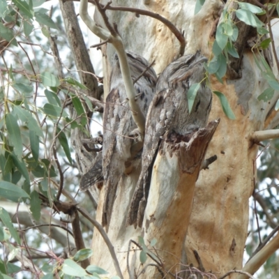 Podargus strigoides (Tawny Frogmouth) at Thurgoona, NSW - 21 Apr 2020 by AlburyCityEnviros