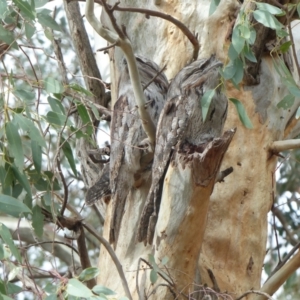 Podargus strigoides at Thurgoona, NSW - 21 Apr 2020
