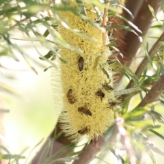 Apis mellifera (European honey bee) at WREN Reserves - 15 Mar 2021 by Kyliegw