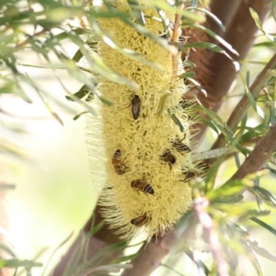 Apis mellifera (European honey bee) at Wodonga, VIC - 15 Mar 2021 by Kyliegw