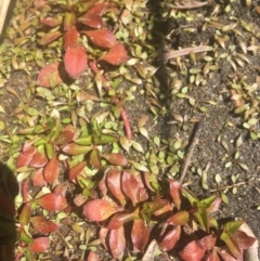 Ludwigia palustris (Marsh Purslane) at Murray Gorge, NSW - 6 Mar 2021 by NedJohnston