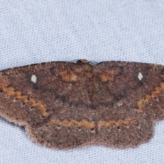 Casbia melanops (Pomaderris Moth) at Paddys River, ACT - 12 Mar 2021 by kasiaaus