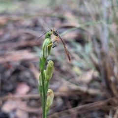 Heteropelma scaposum (Two-toned caterpillar parasite wasp) at Currawang, NSW - 14 Mar 2021 by camcols