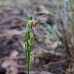 Heteropelma scaposum at Currawang, NSW - 14 Mar 2021