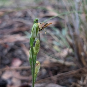 Heteropelma scaposum at Currawang, NSW - 14 Mar 2021