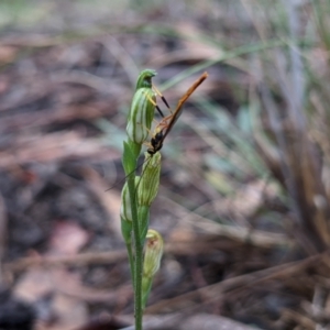 Heteropelma scaposum at Currawang, NSW - 14 Mar 2021