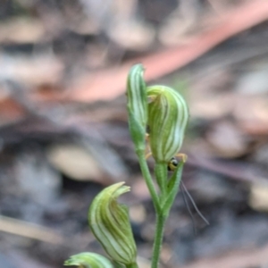 Heteropelma scaposum at Currawang, NSW - 14 Mar 2021