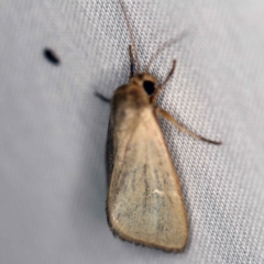 Heliocheilus moribunda (A Noctuid moth) at Paddys River, ACT - 12 Mar 2021 by ibaird